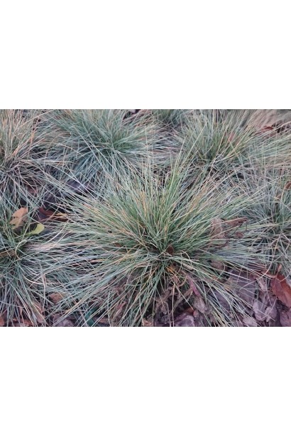 Вівсяниця блакитна/сиза Елайджа Блу